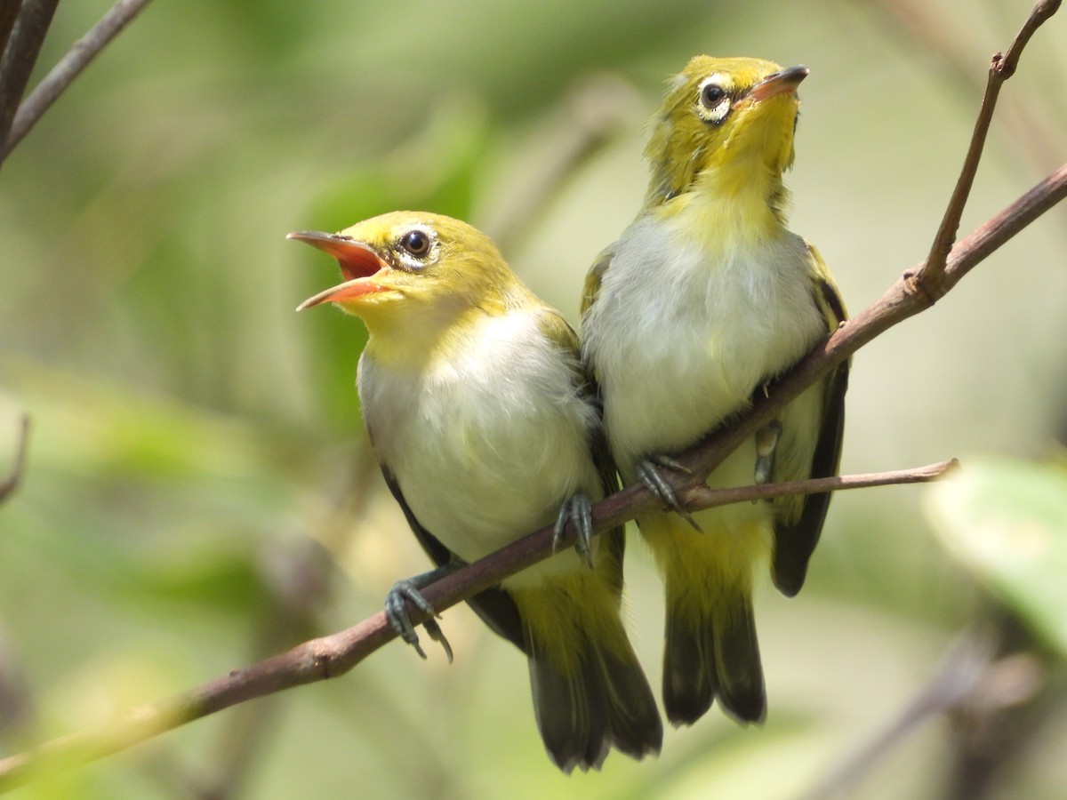 Swinhoe's White-eye - ML616088859