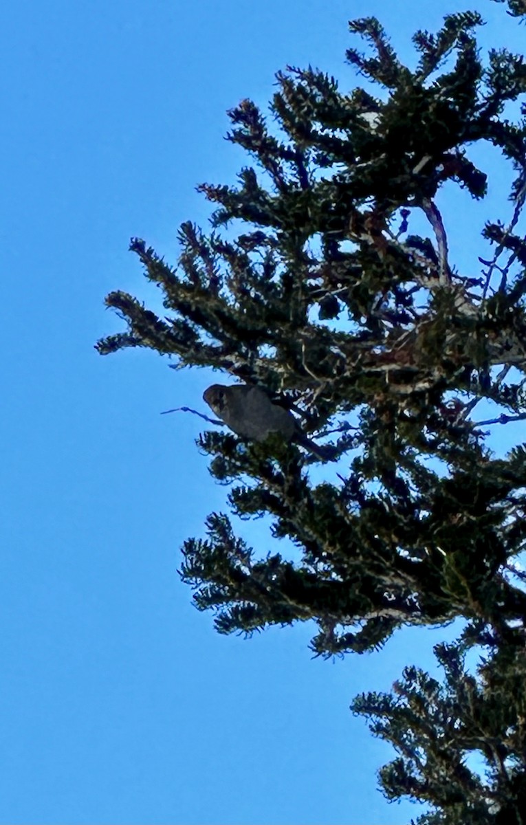 Pine Grosbeak - ML616088870