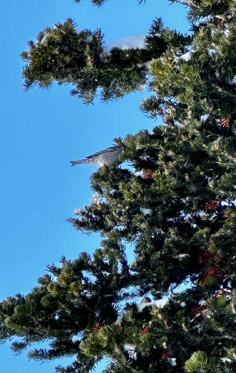 Pine Grosbeak - ML616088872