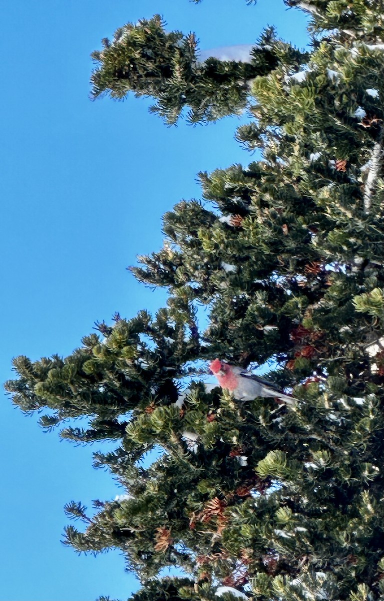 Pine Grosbeak - ML616088873