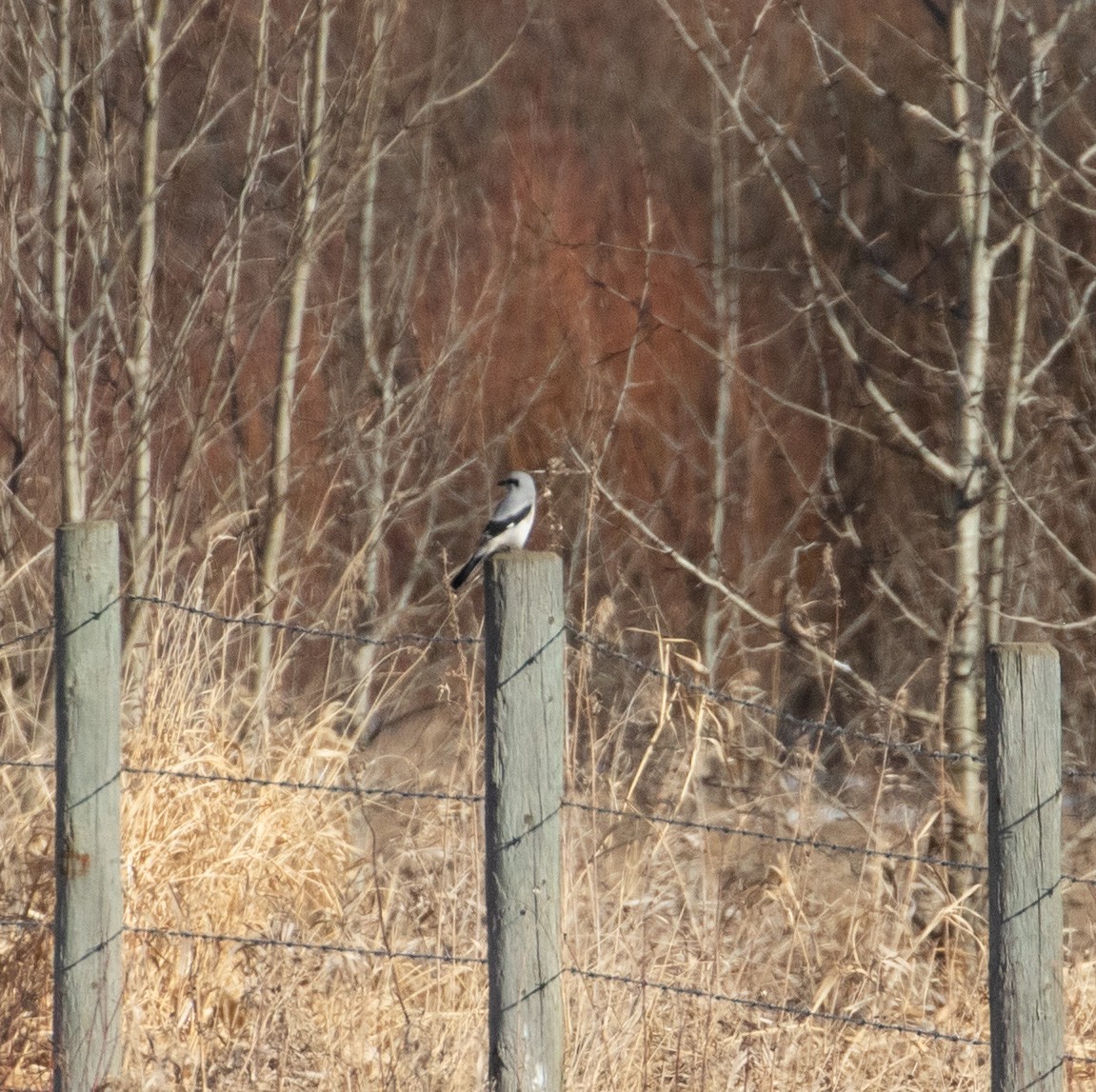 Northern Shrike - ML616088882