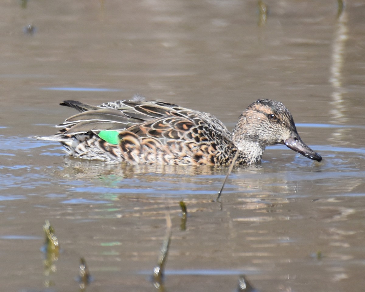 Green-winged Teal - ML616088893