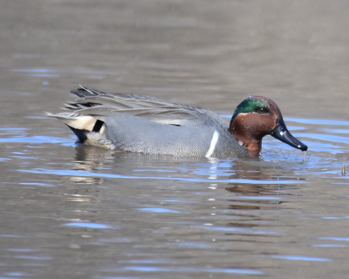 Green-winged Teal - ML616088905