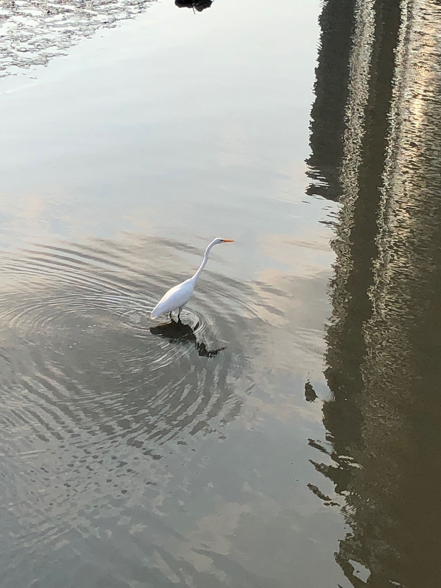 Great Egret - ML616088935