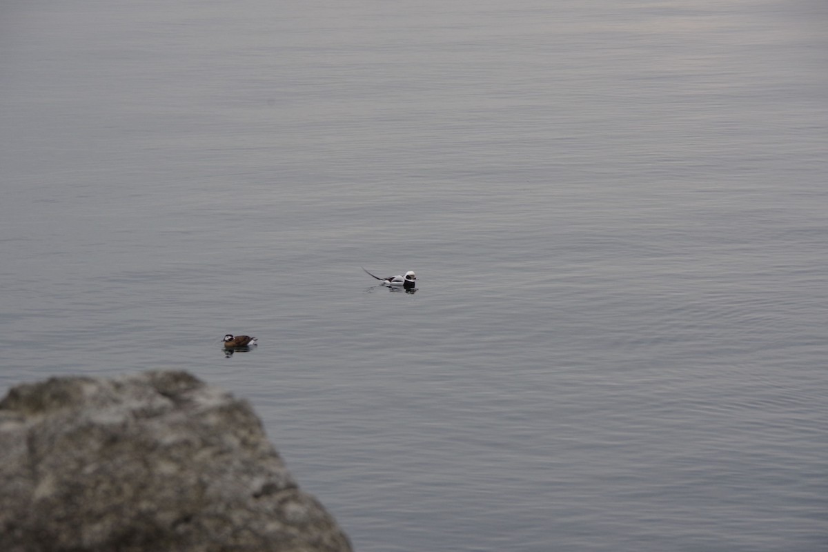 Long-tailed Duck - ML616088977