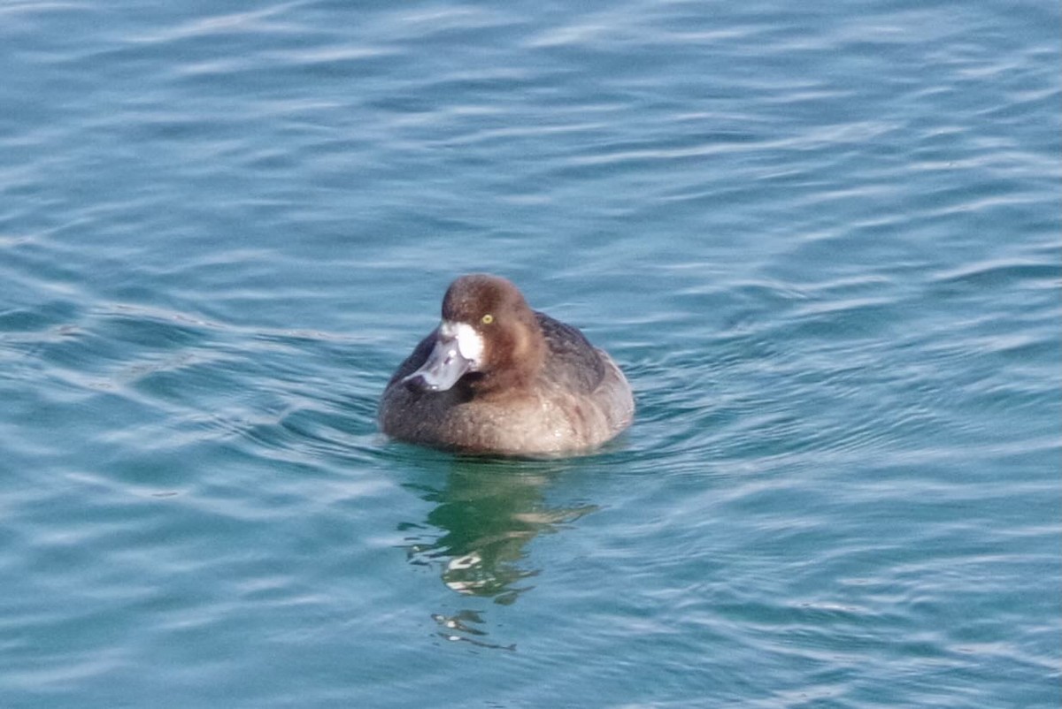 Greater Scaup - ML616088995