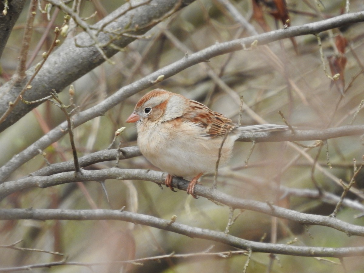 Field Sparrow - ML616089061