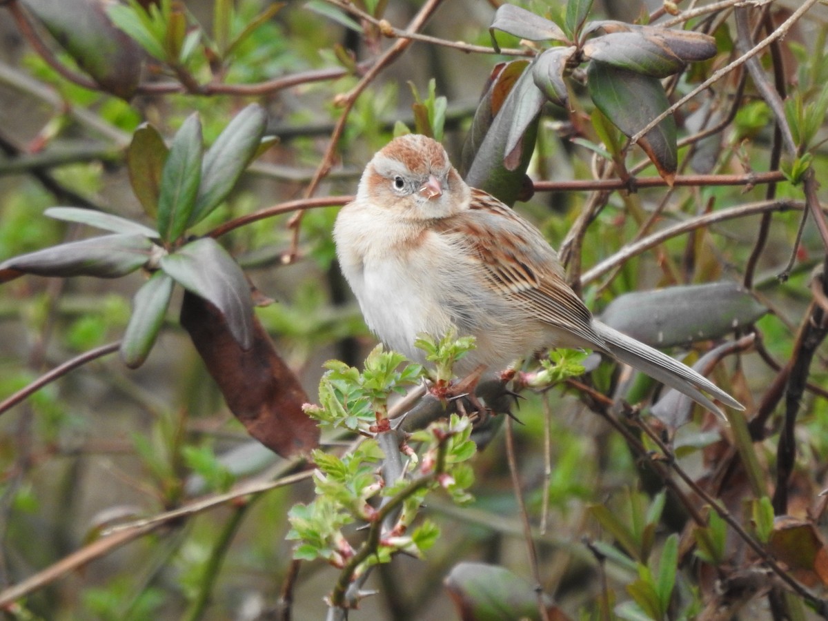 Field Sparrow - ML616089062
