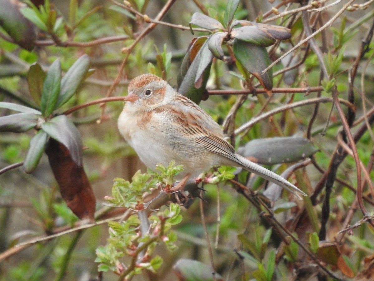 Field Sparrow - ML616089063