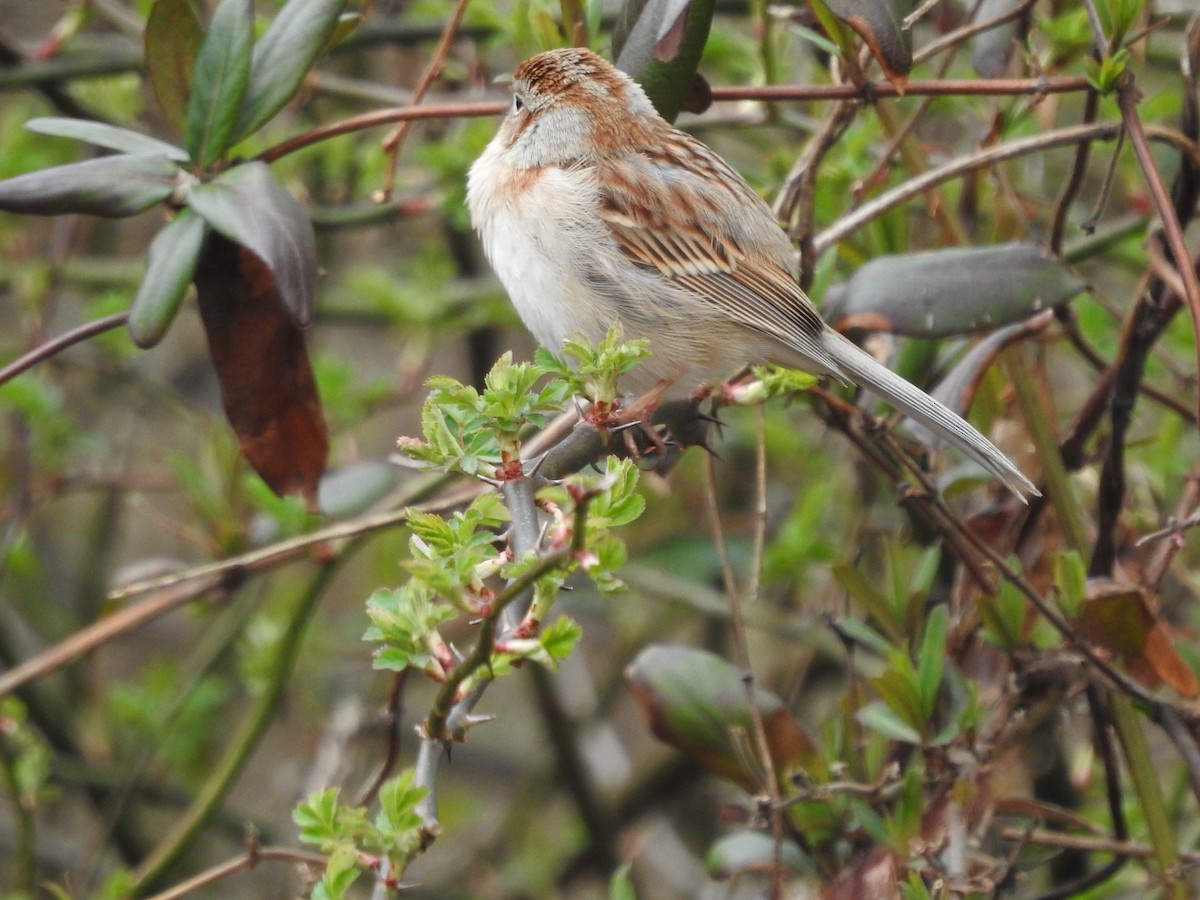 Field Sparrow - ML616089064
