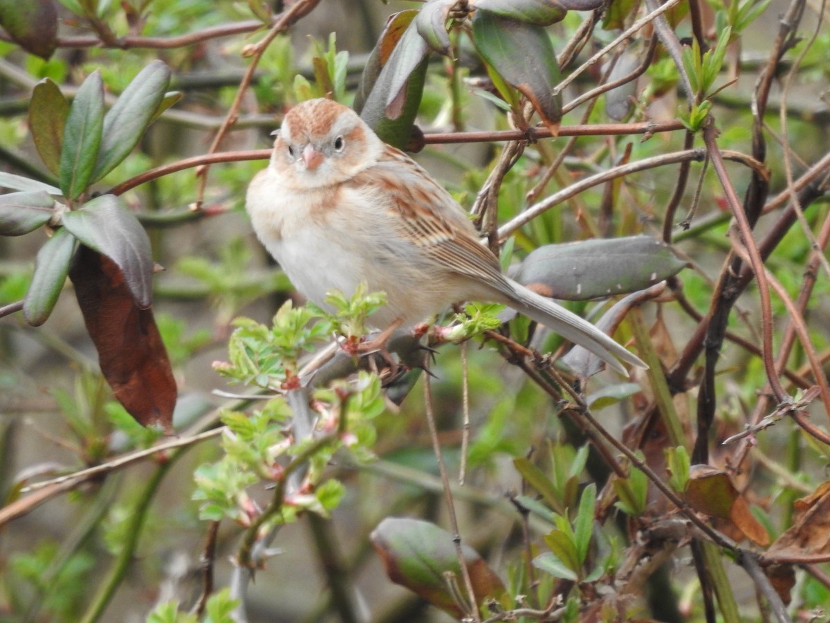 Field Sparrow - ML616089065