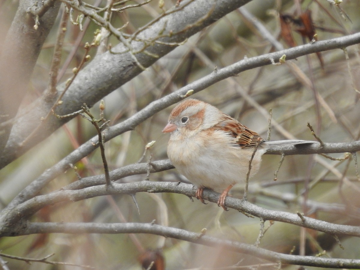 Field Sparrow - ML616089066
