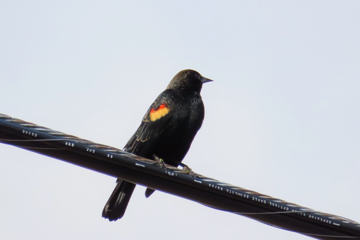 Red-winged Blackbird - Johanne Simard
