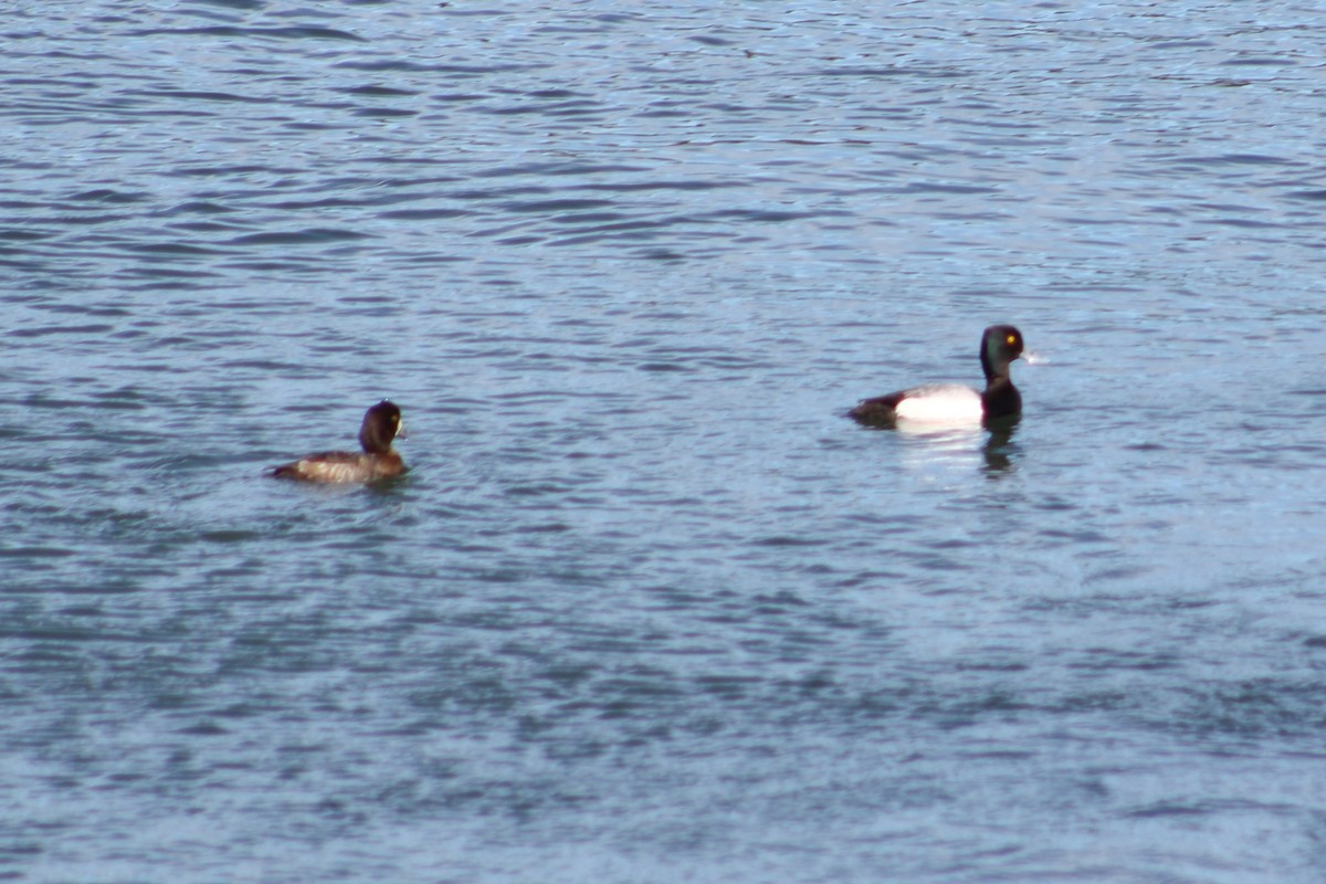 Lesser Scaup - ML616089089