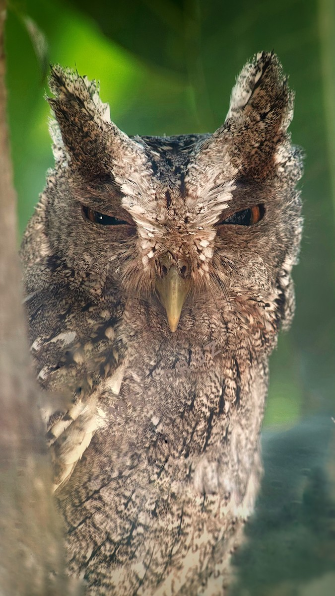 Pacific Screech-Owl - ML616089091