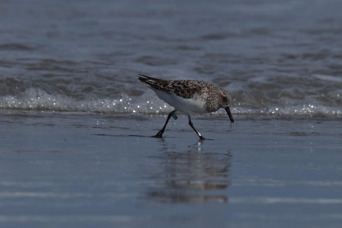 Sanderling - Rhiannon Thunell