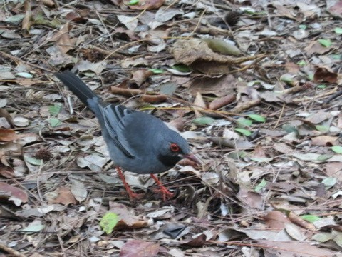 Red-legged Thrush - Lillian Russell