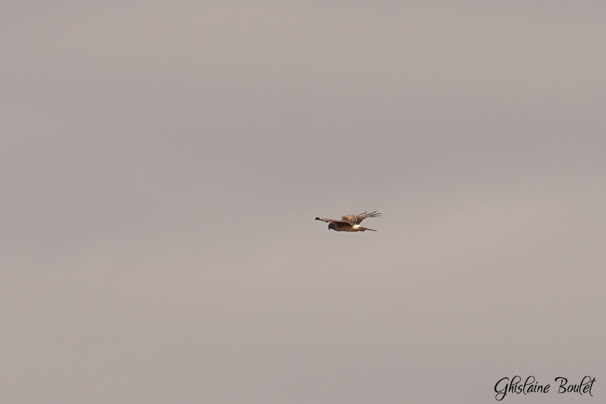 Northern Harrier - Réal Boulet 🦆