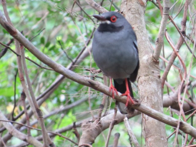 Red-legged Thrush - ML616089143