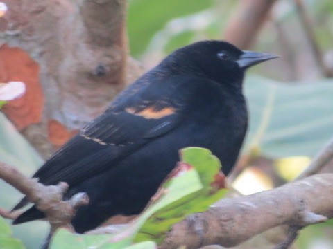 Red-winged Blackbird - Lillian Russell