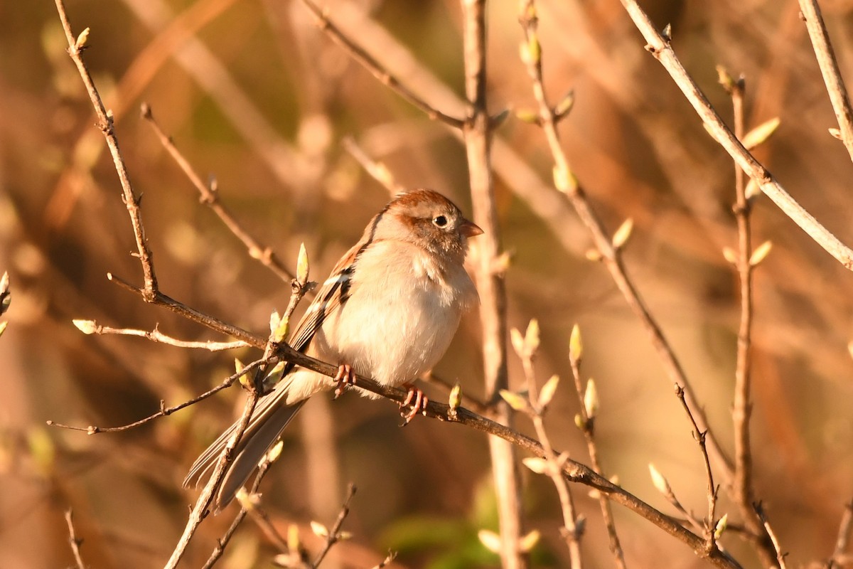 Field Sparrow - ML616089164