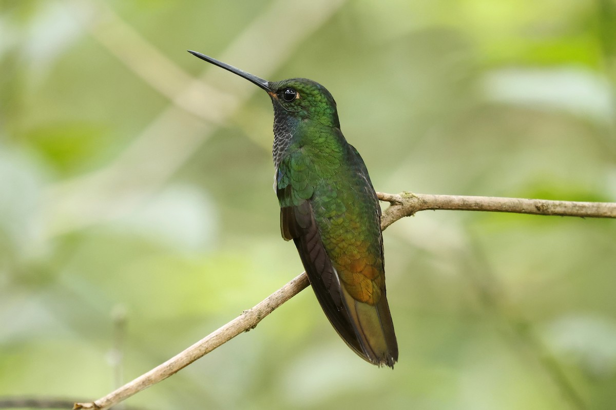 kolibřík zelenohřbetý - ML616089236