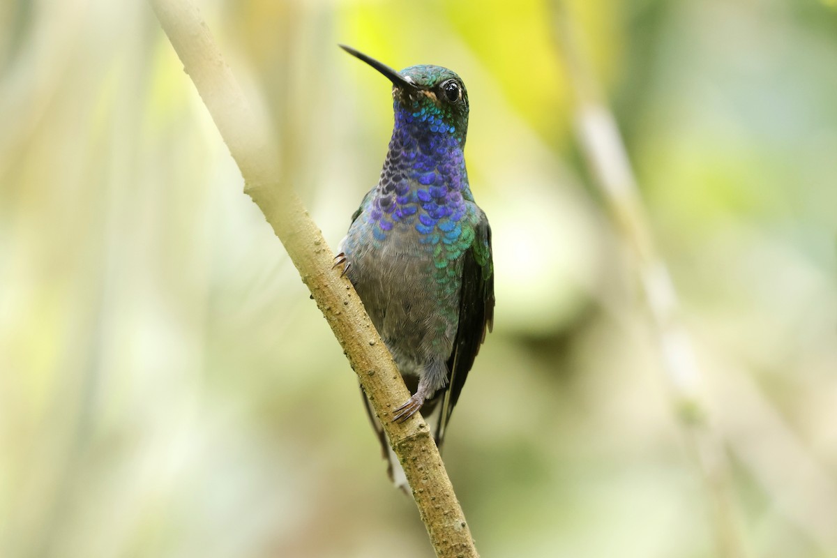 kolibřík zelenohřbetý - ML616089238