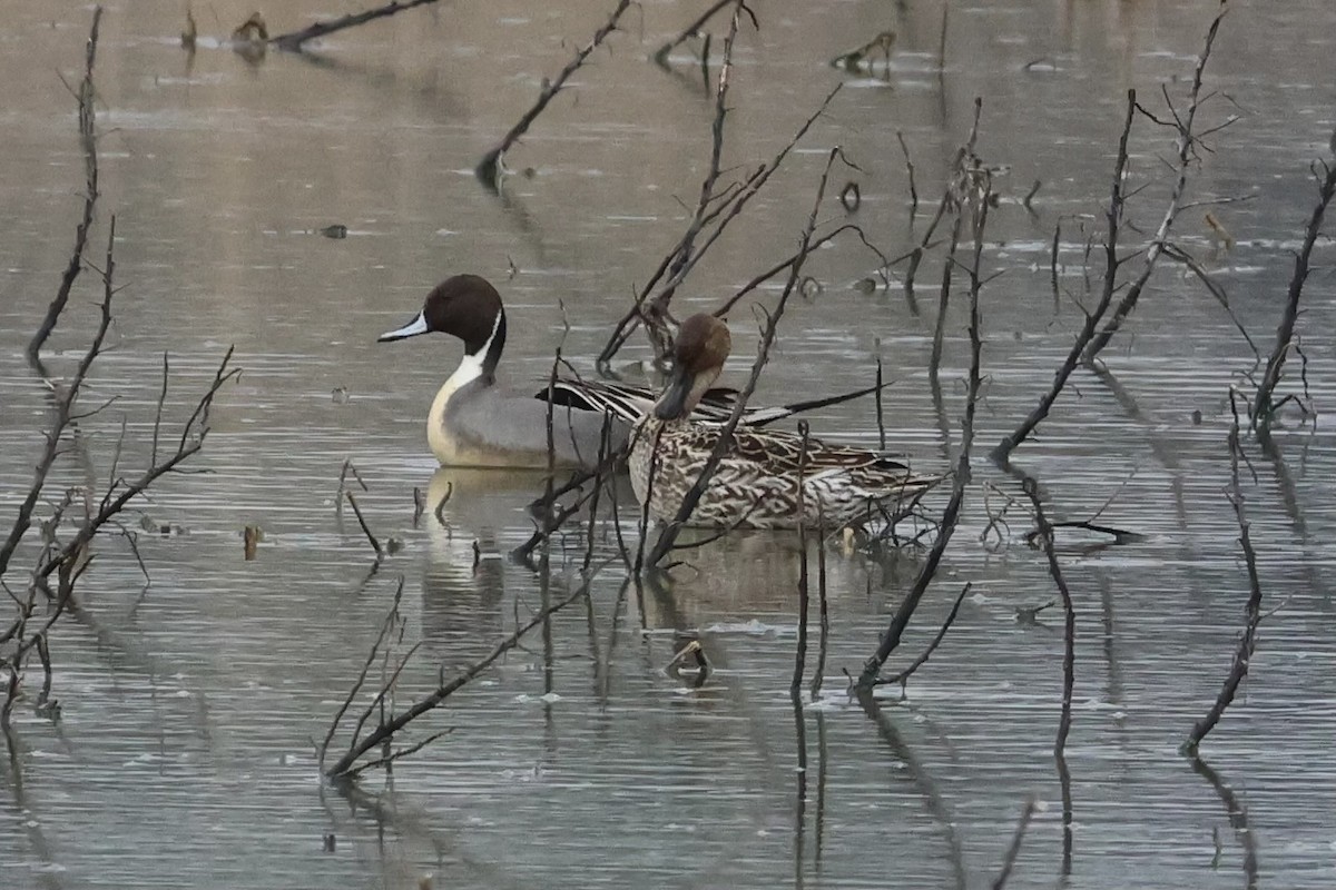 Northern Pintail - Adrian Hall
