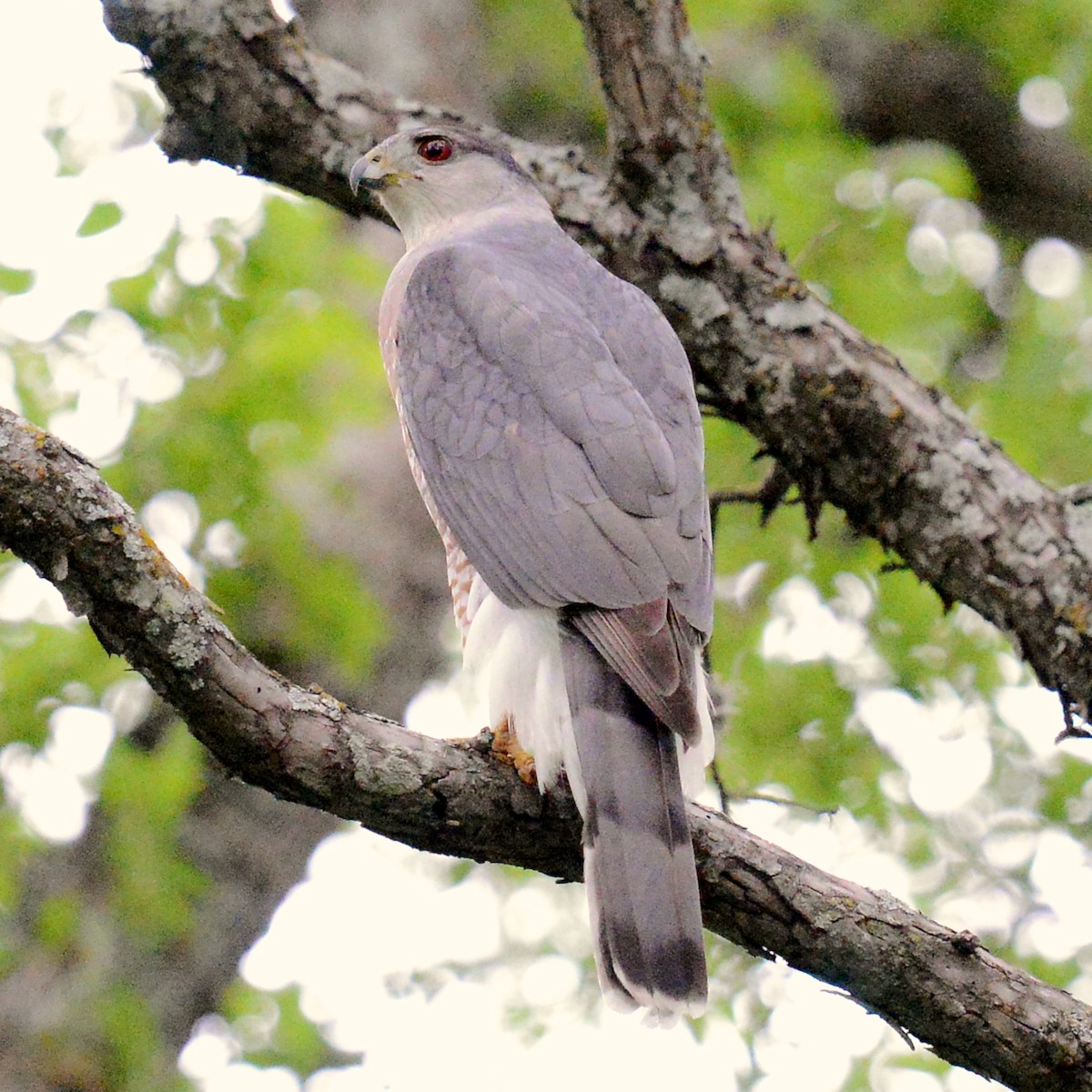 Cooper's Hawk - ML616089263