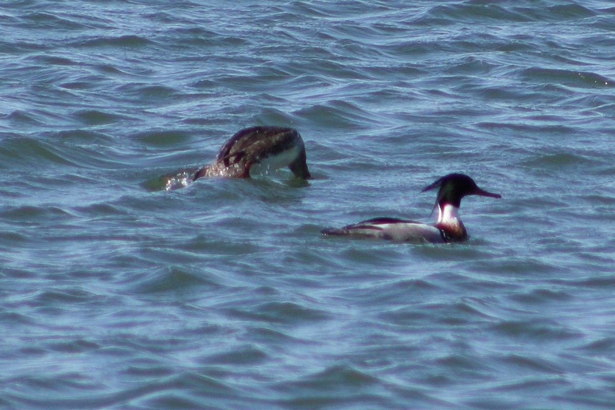 Red-breasted Merganser - ML616089286