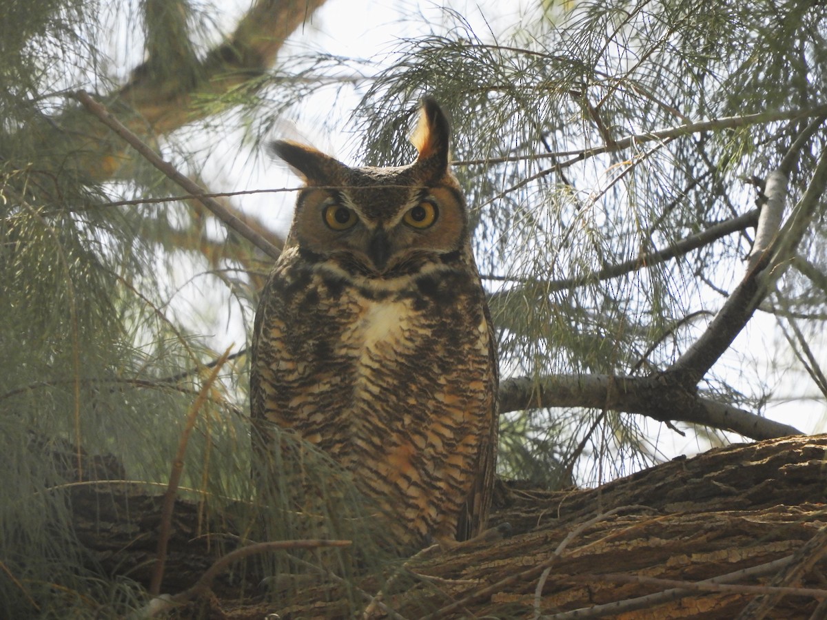 Great Horned Owl - ML616089293