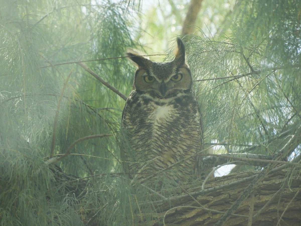 Great Horned Owl - ML616089294