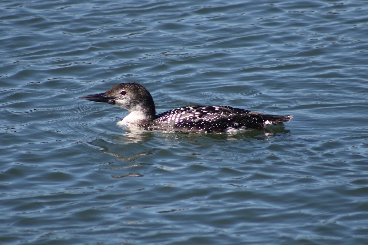 Common Loon - ML616089303