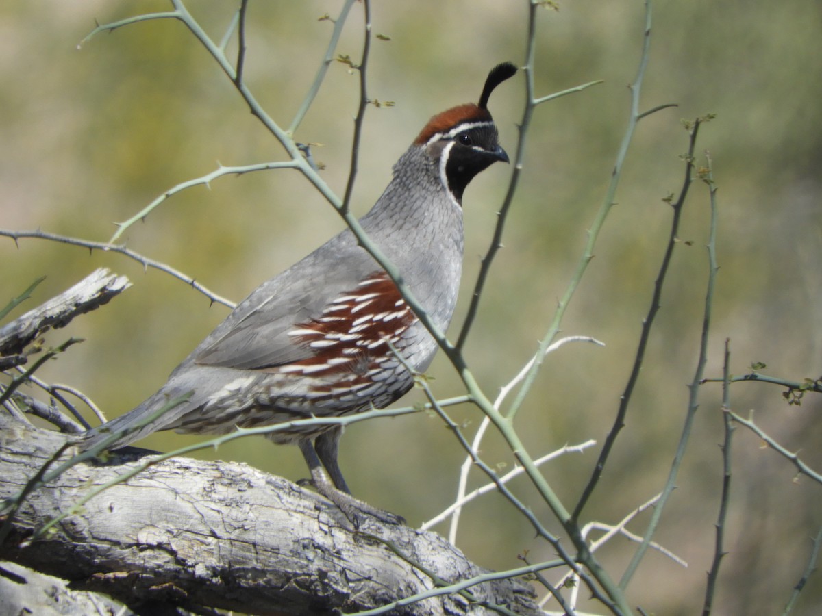 Gambel's Quail - ML616089312