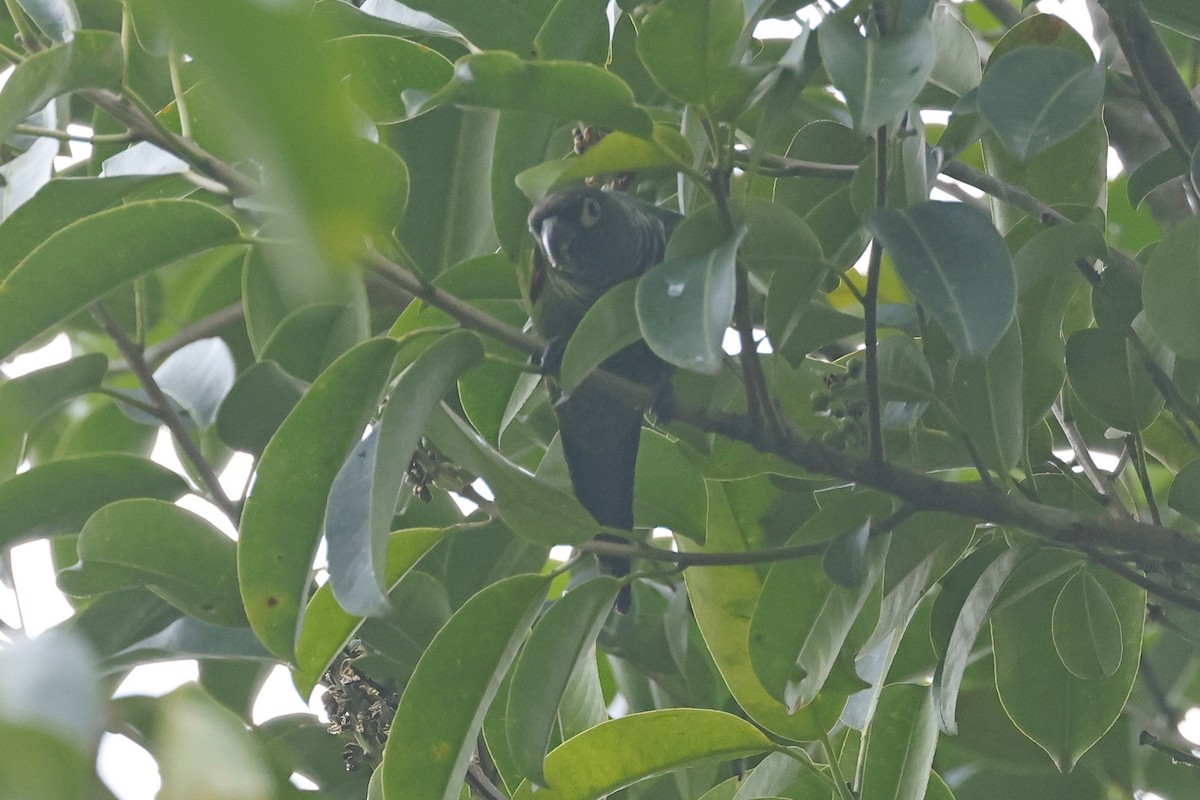 Conure de Souancé - ML616089323