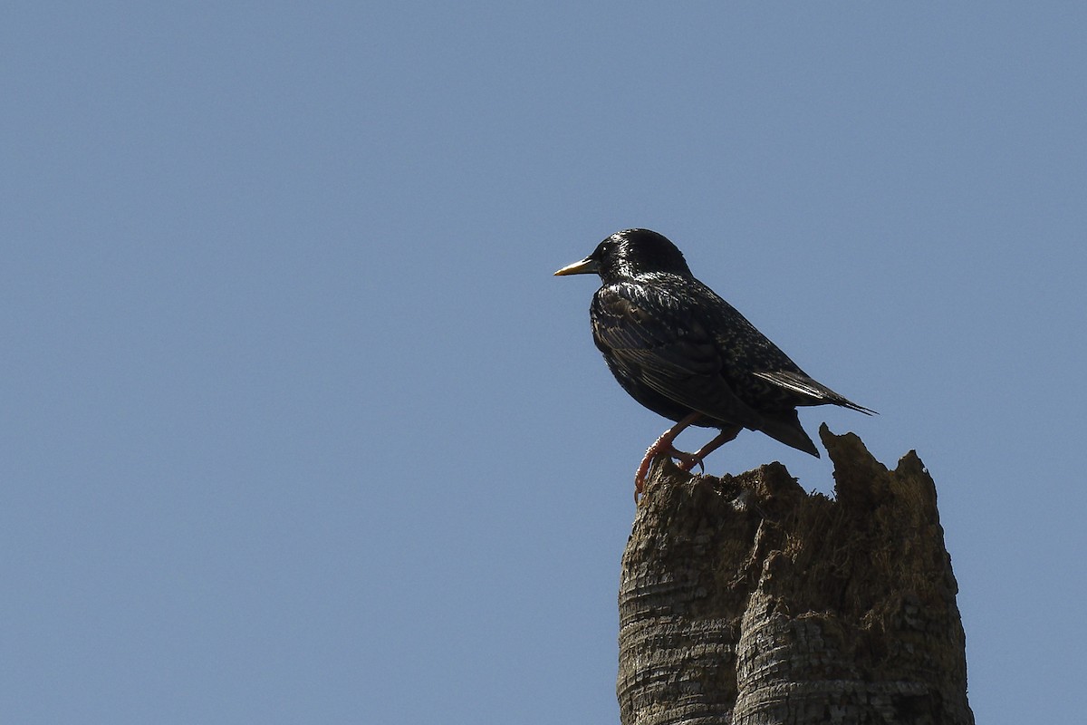 European Starling - ML616089332