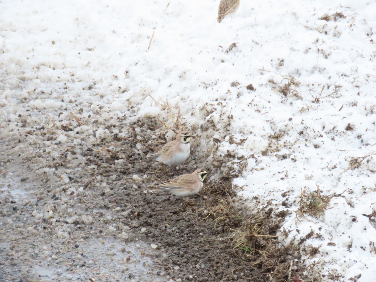 Horned Lark - ML616089356