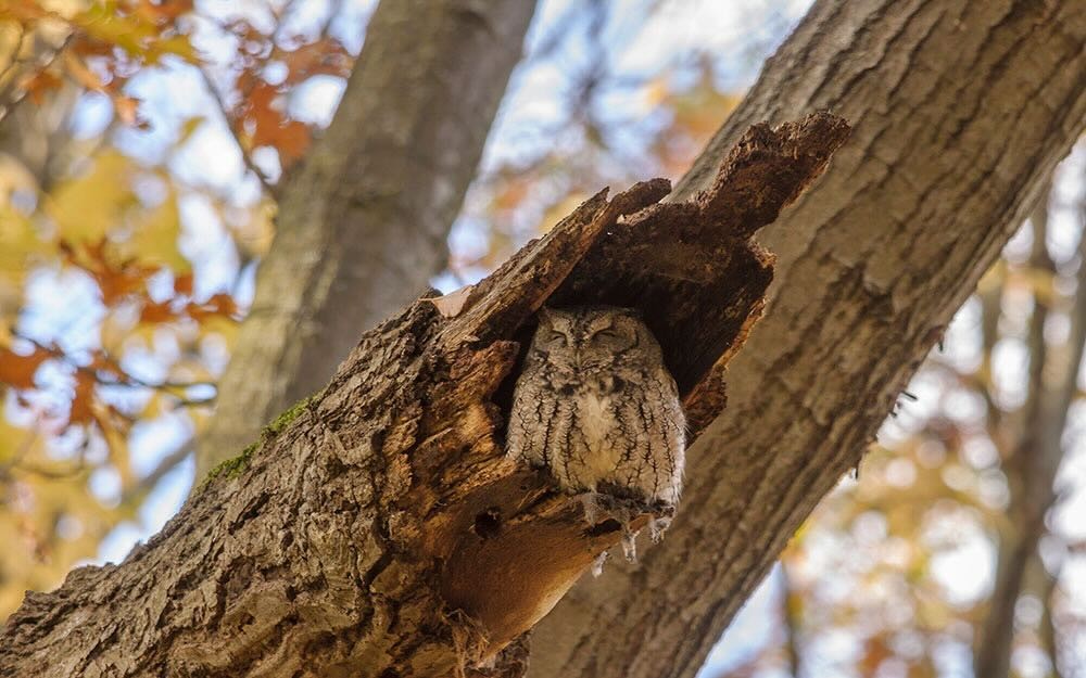 Eastern Screech-Owl - ML616089378