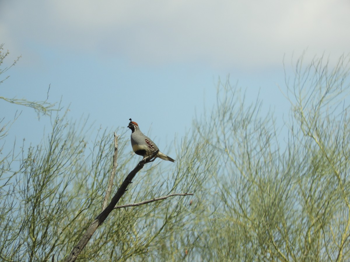 Gambel's Quail - ML616089383