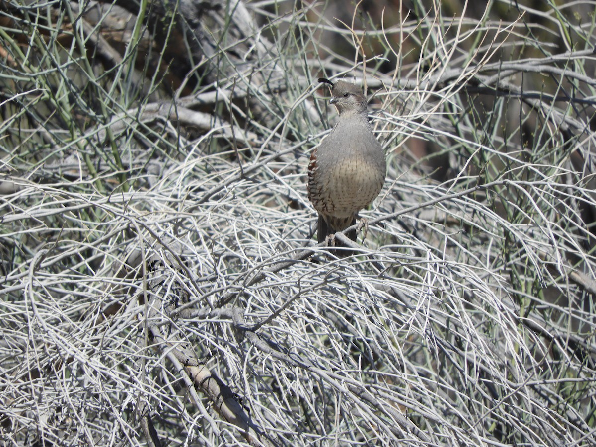 Gambel's Quail - ML616089384