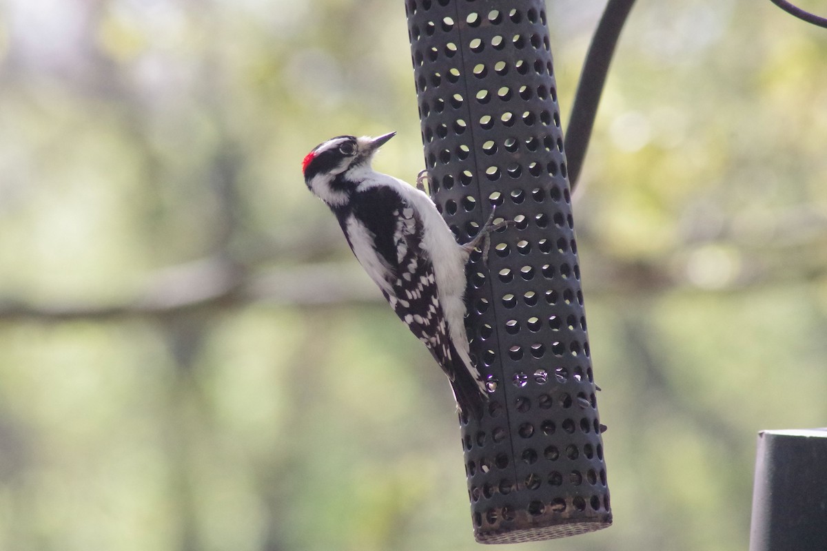 Hairy Woodpecker - ML616089406