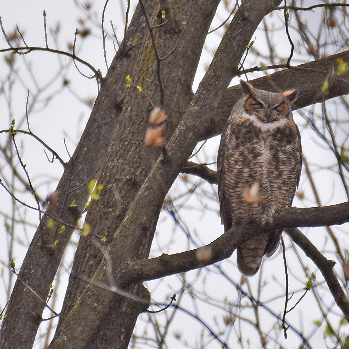 Great Horned Owl - ML616089412