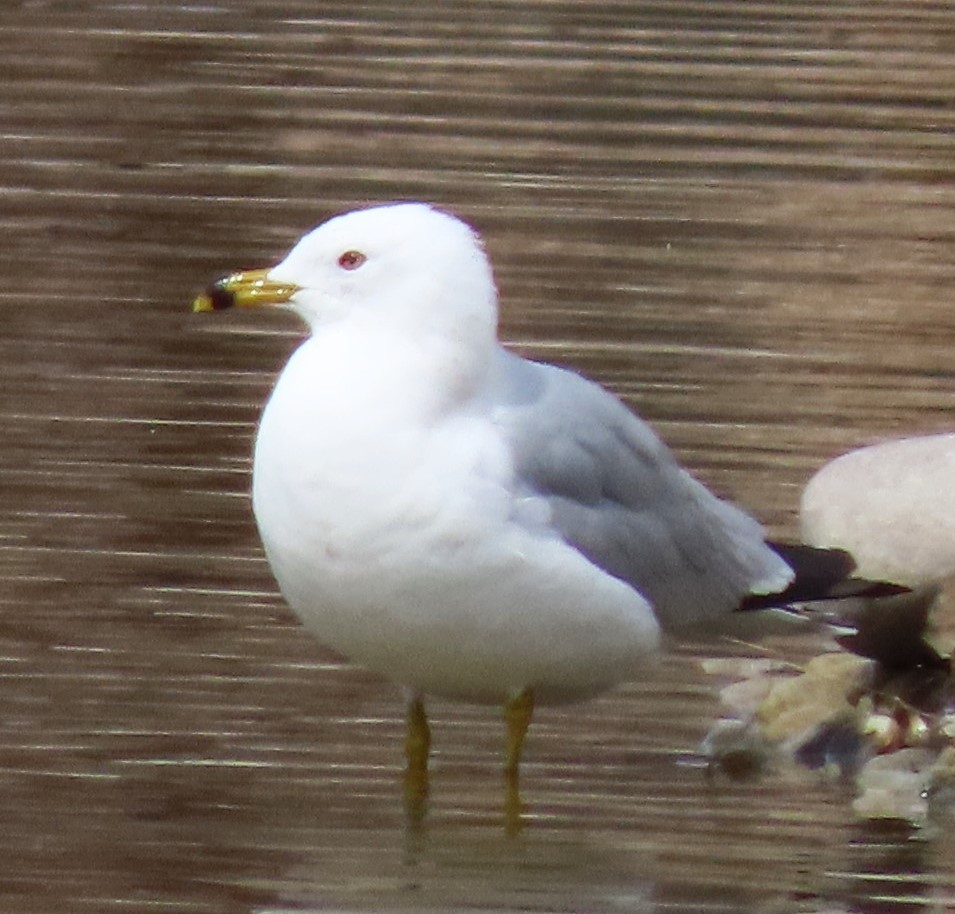 Ring-billed Gull - ML616089418