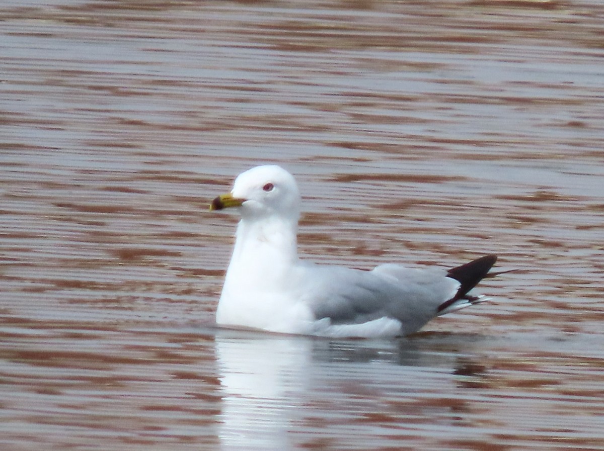 Ring-billed Gull - ML616089425