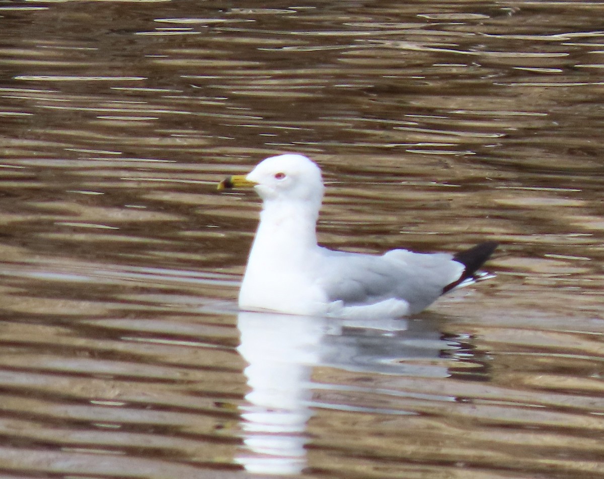 Ring-billed Gull - ML616089426