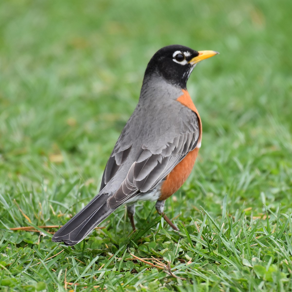 American Robin - ML616089429