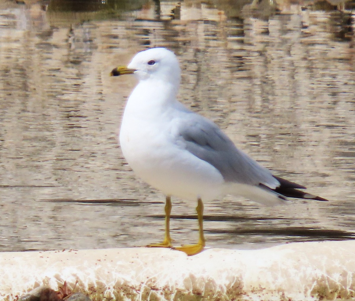 Ring-billed Gull - ML616089432