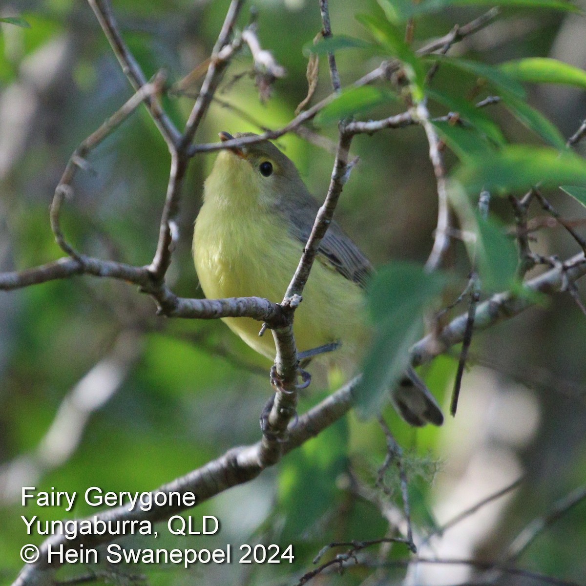 Fairy Gerygone - ML616089451