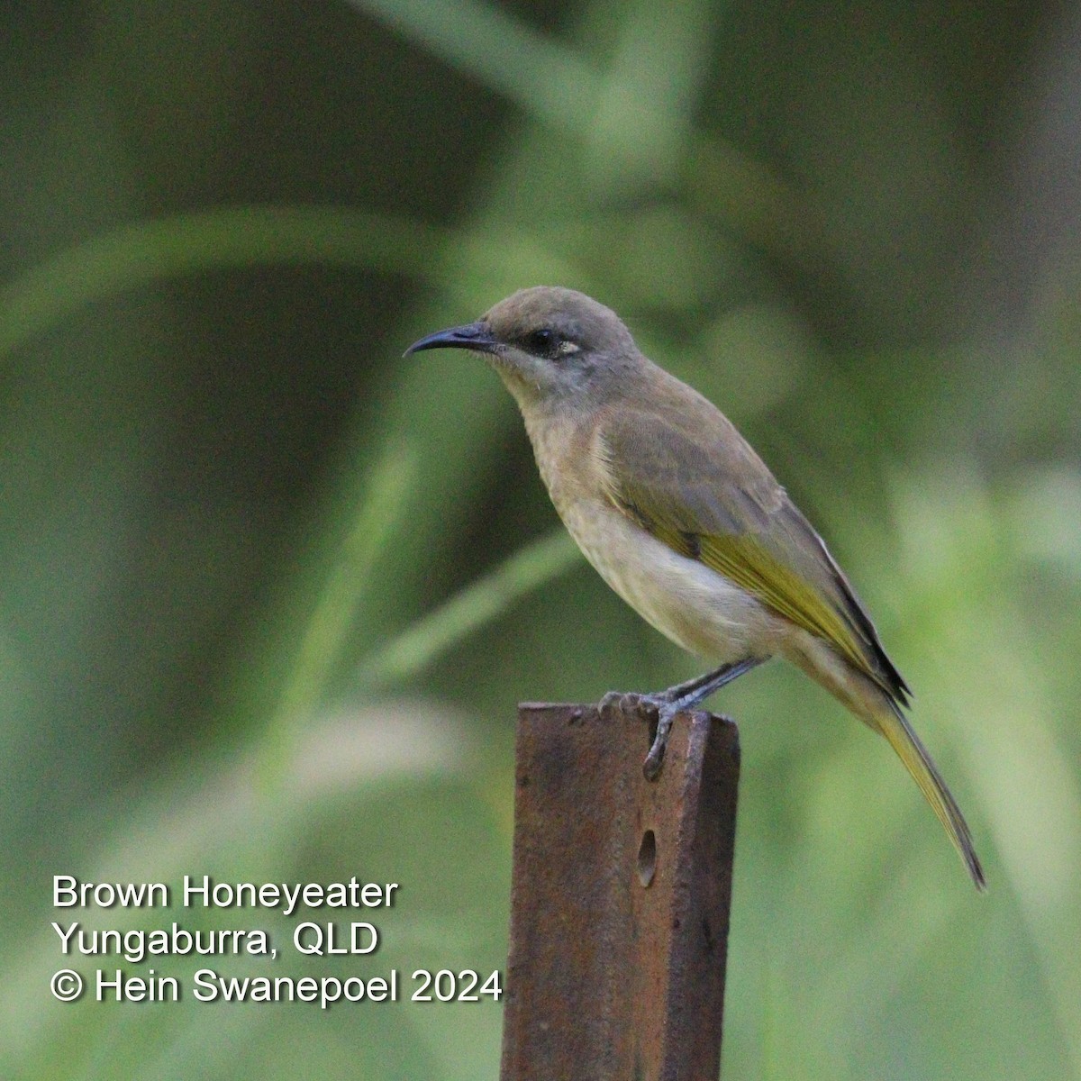 Brown Honeyeater - ML616089455