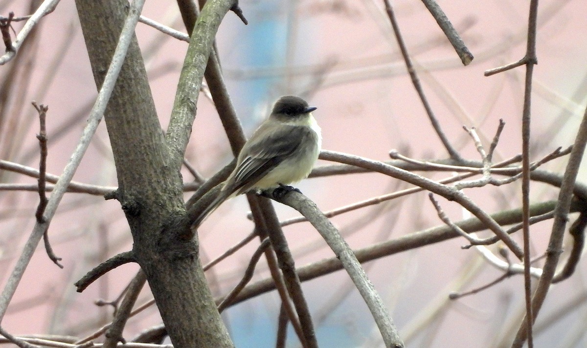 Eastern Phoebe - ML616089462